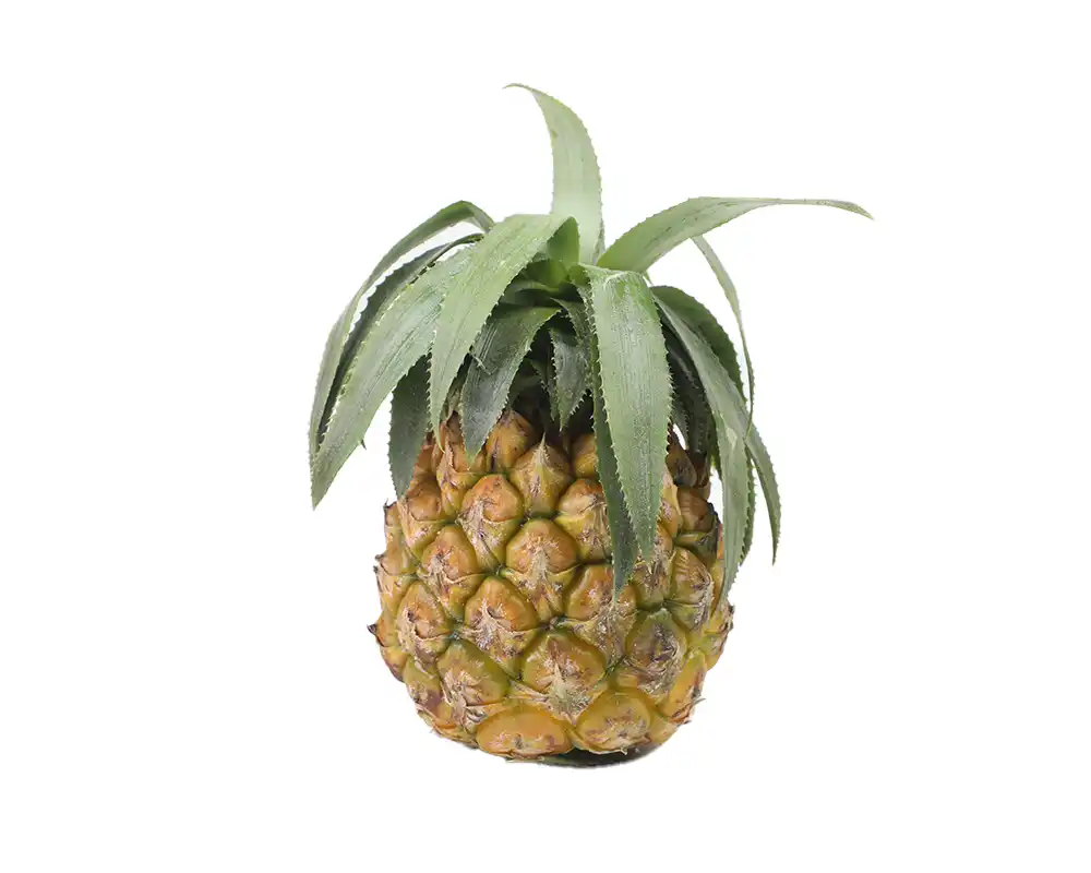 Calendar Anarosh (Pineapple) 600gm+ Per Pcs