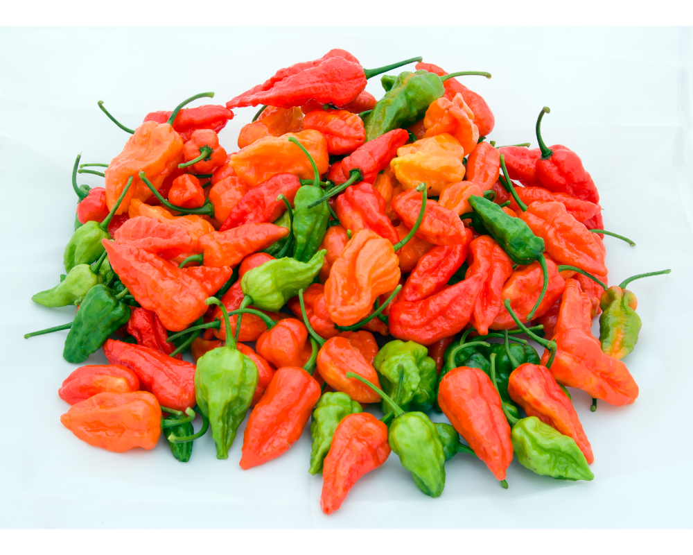 Naga Morich (P)