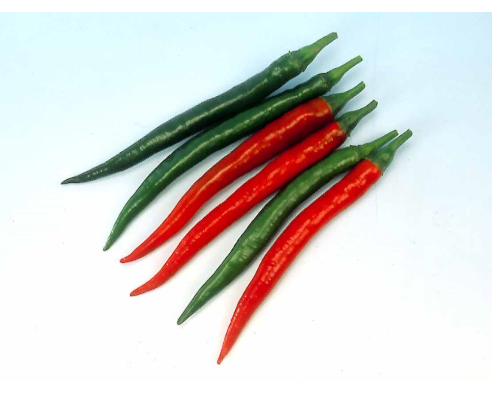 Green/Red Shimla Chili (Long) Kg