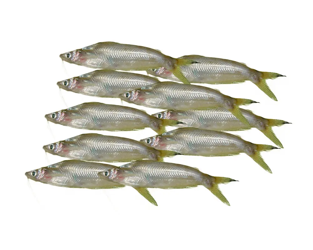 Batashi Fresh Local Captured