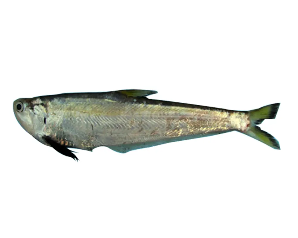 Faisha Fresh Local Captured (25-30 Pcs/kg)