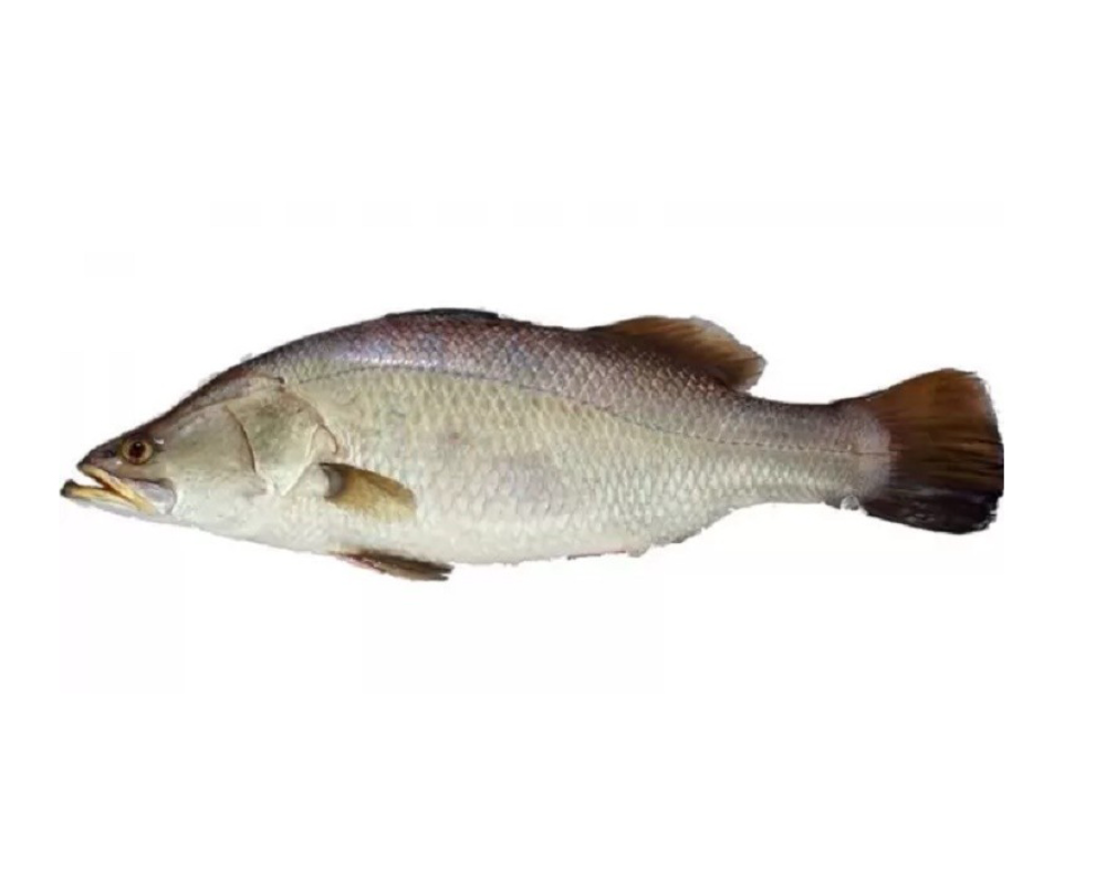 Koral Fresh Local Captured (4-6.999 kg)