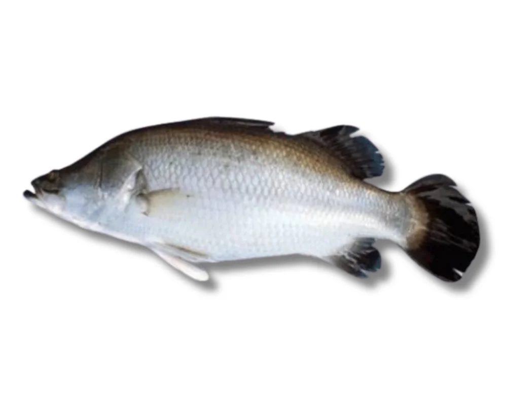 Koral Fresh Local Captured (1.5-2.499 kg)