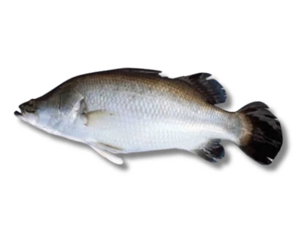 Koral Fresh Local Captured (500-899 kg)