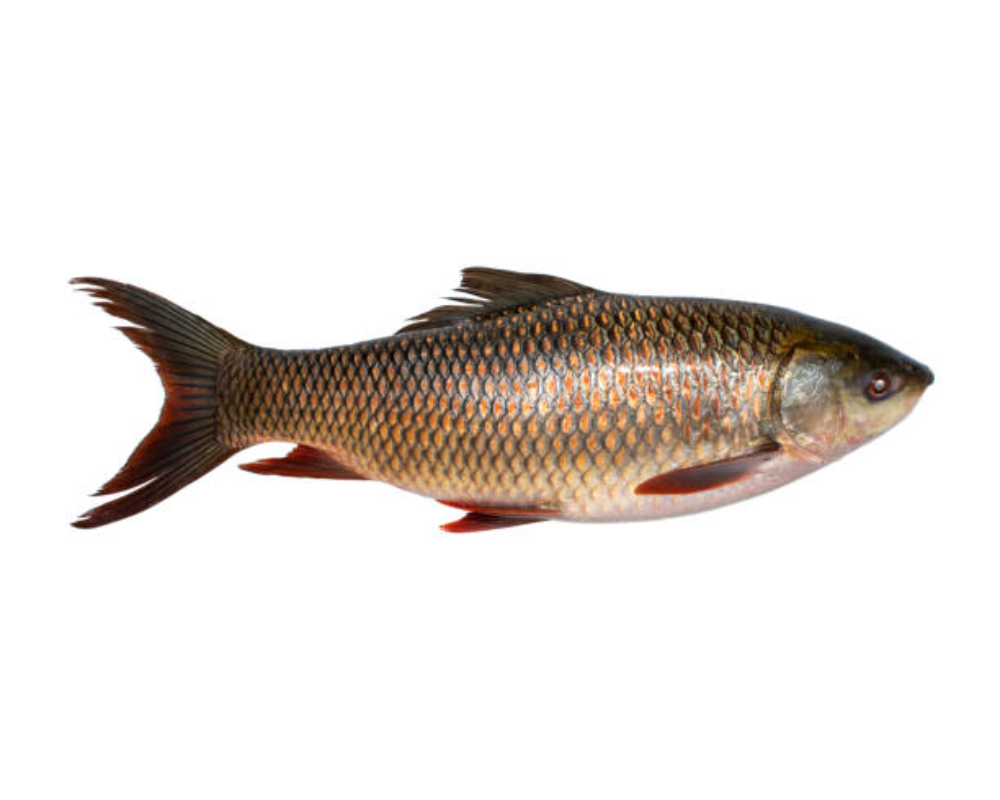 Rui Fresh Local Cultured (5-6.99 kg)