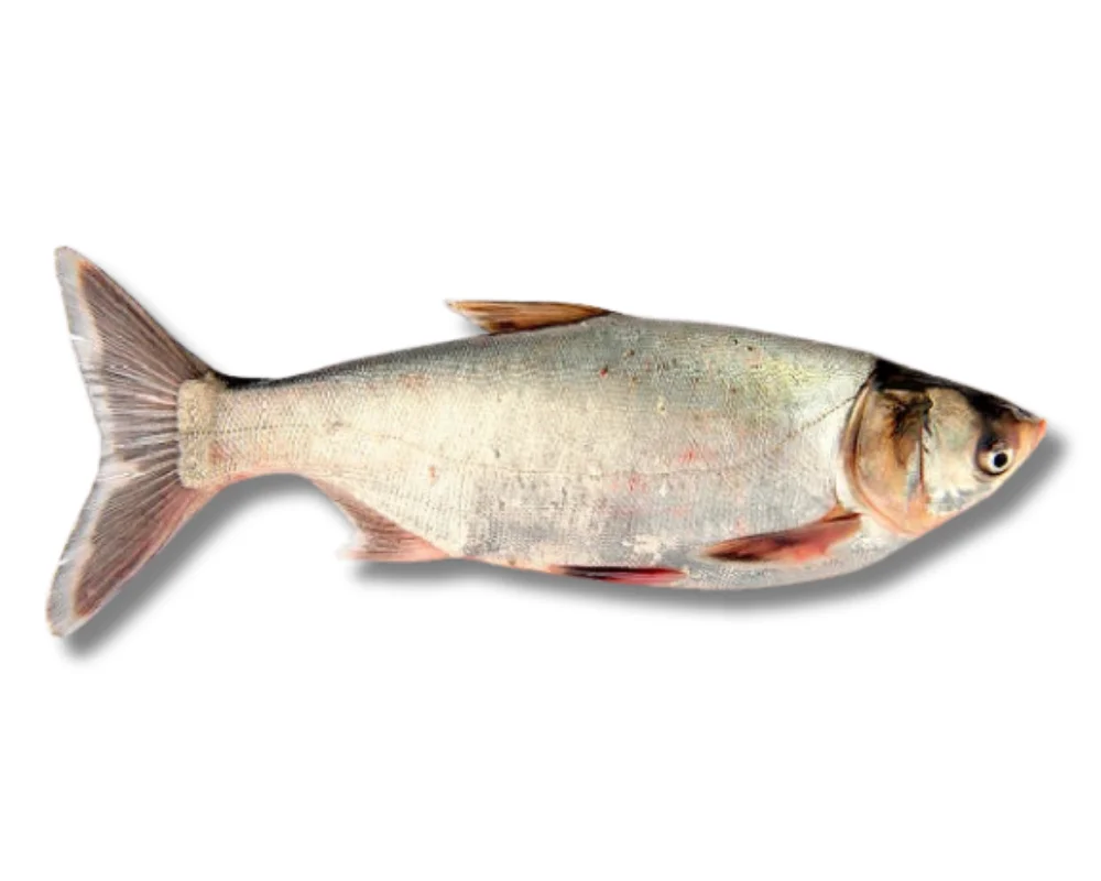 Silver Carp Fresh Local Cultured (Medium)
