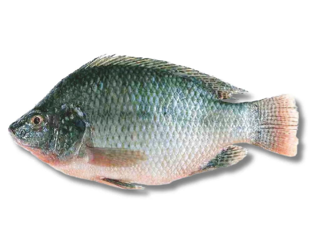 Telapiya Fresh Local Cultured 400gm+