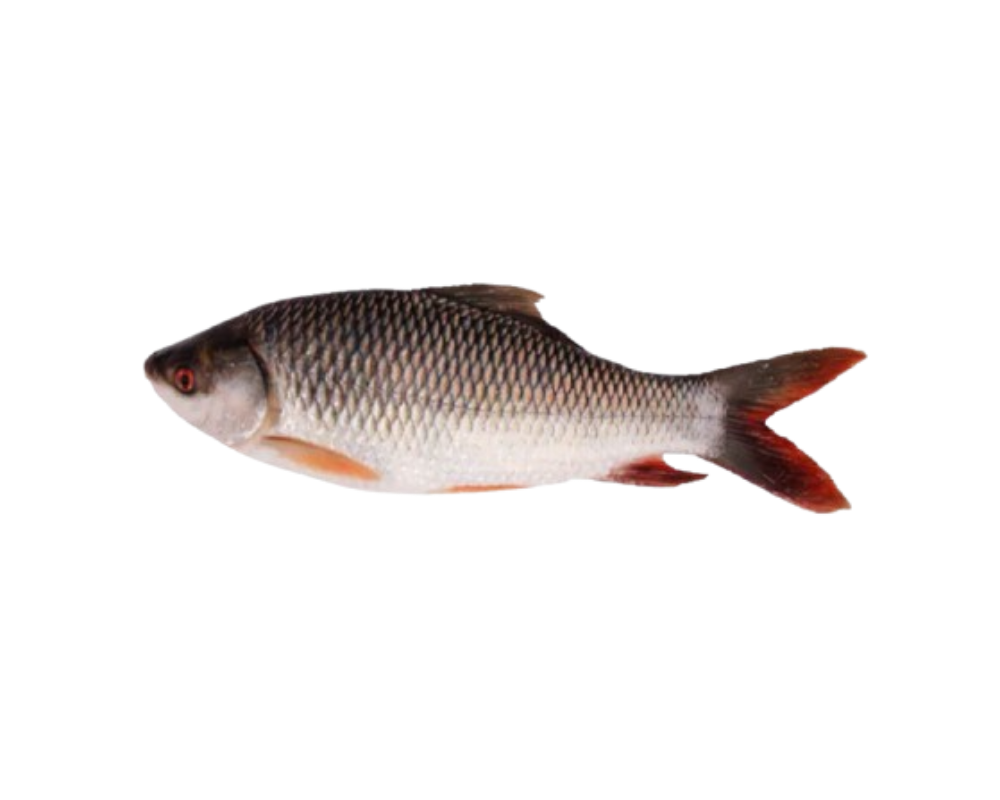 Rui Fresh Local Cultured (1.5-1.99 kg)