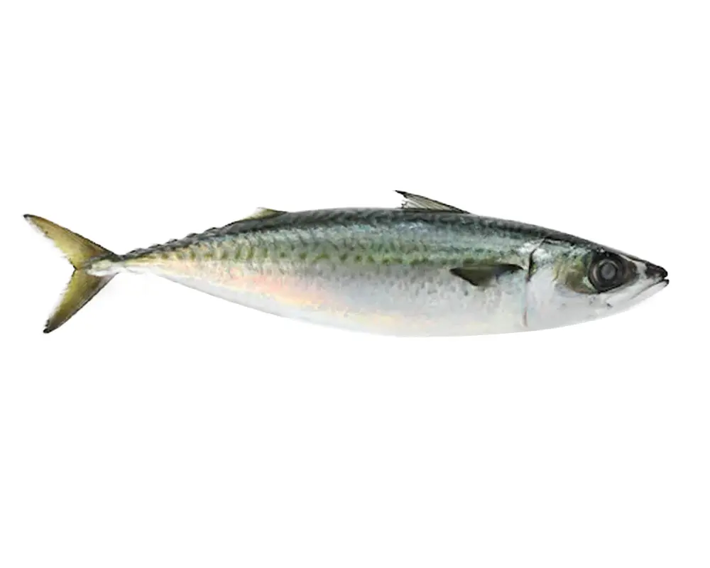 Chub Mackerel Fresh Local Captured