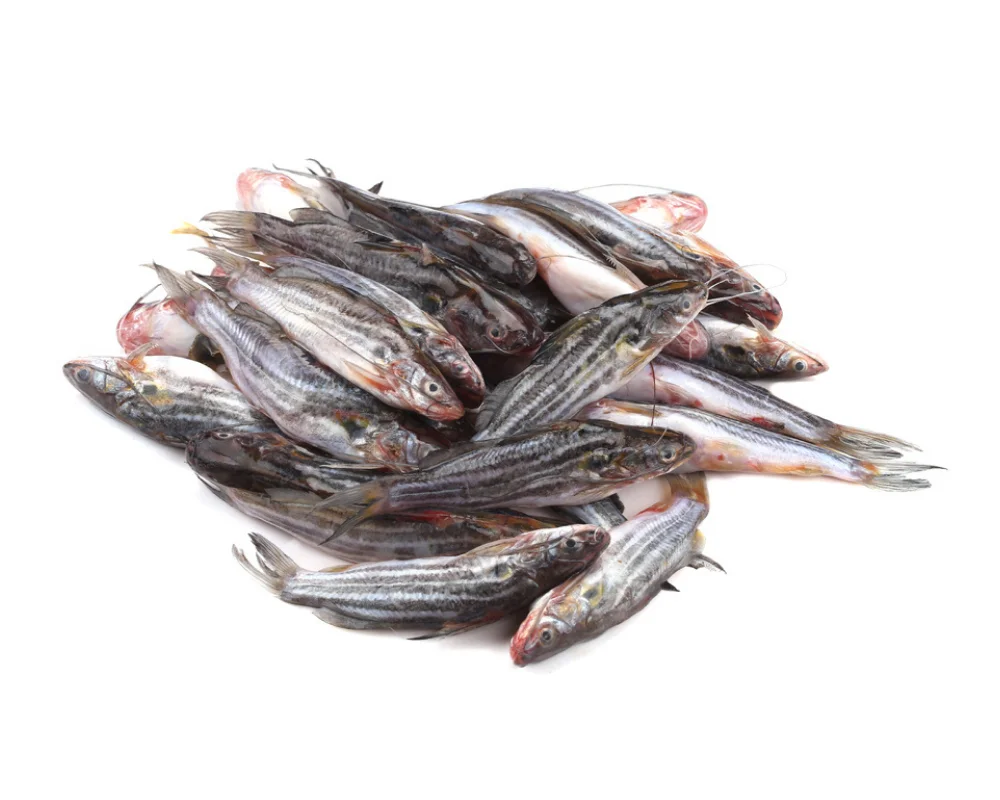 Tengra Fresh Local Captured