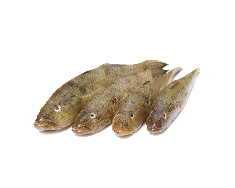 Baila Gura Fresh Local Captured