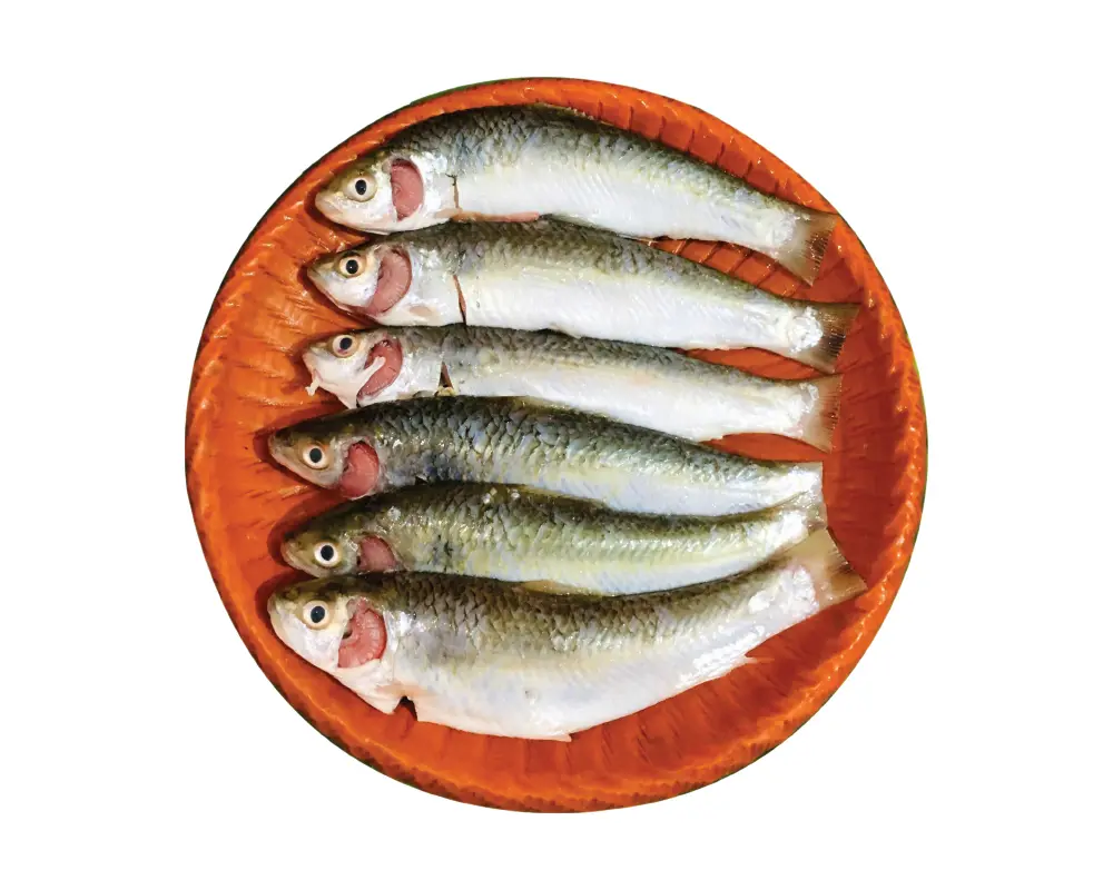 Tatkini Processed (15-20 Pcs/kg)