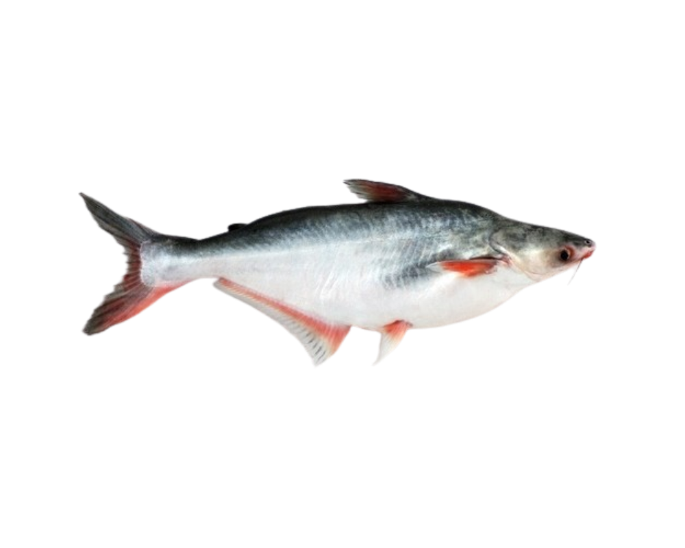 Pangas Fresh Local Cultured 2kg+